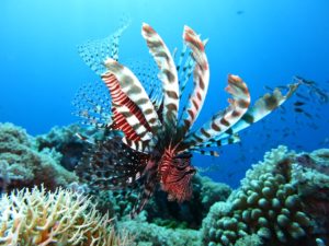 Lionfish at Dauin